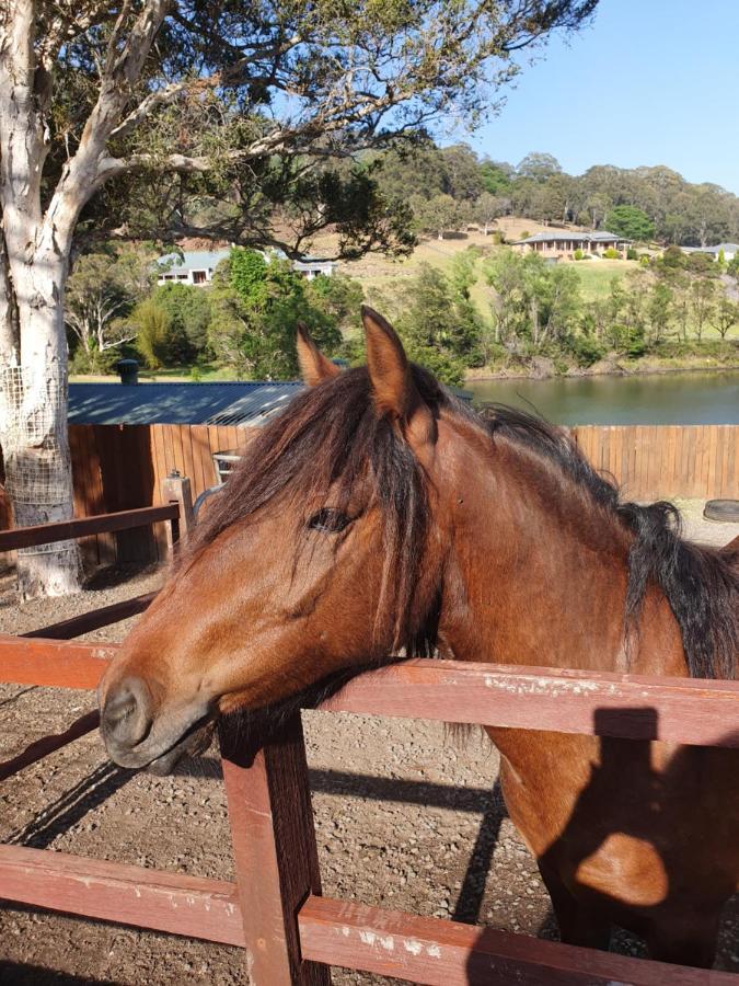Park View Guest House Albion Park Buitenkant foto
